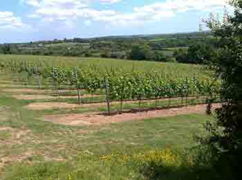 Steep sloping meadowland