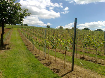 Vines in our rolling planting programme