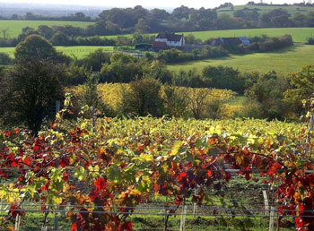 Vines planted in a special landscape area