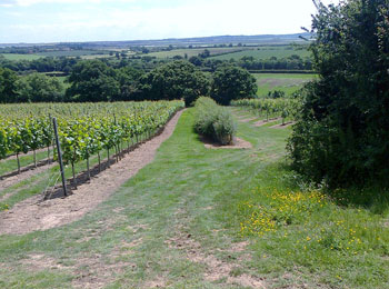 Fields divided with native hedgerows