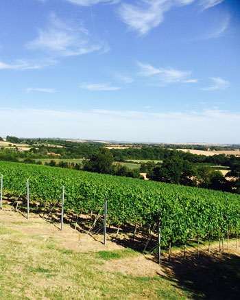 Summer at Martin's Lane vineyard