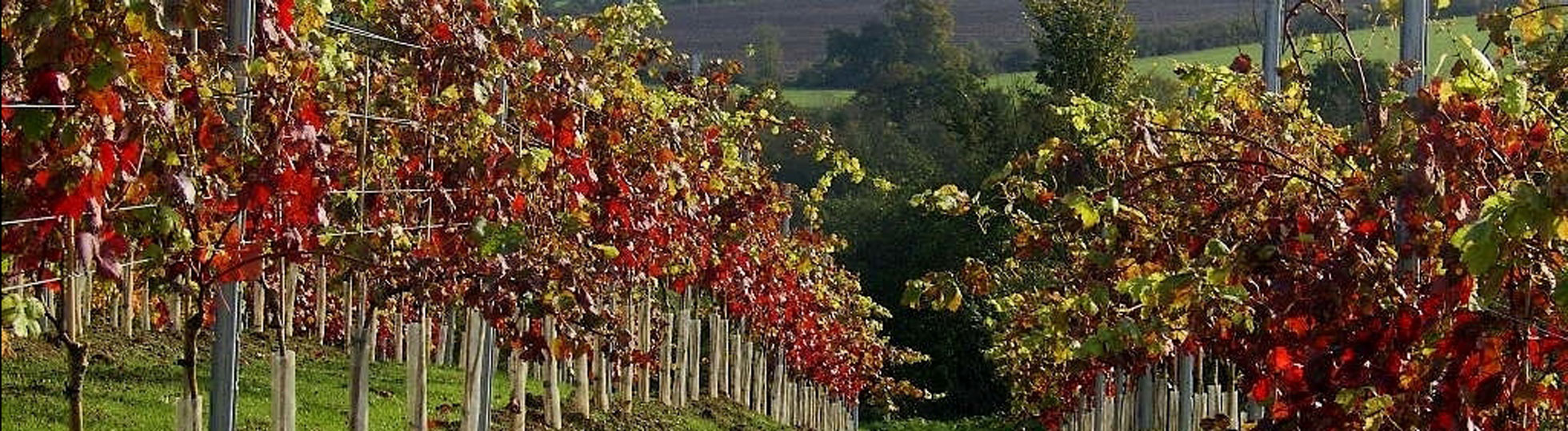 Young vines producing Pinot Noir at Martin’s Lane, Crouch Valley, Essex