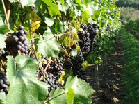 Pinot Noir nearing harvest