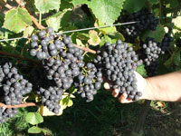 Harvesting the Pinot Noir