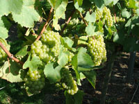 High quality Chardonnay grapes at Martin's Lane