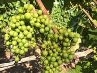 Young ripening chardonnay grapes