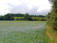 View of vineyard across linseed field