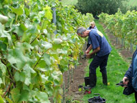 Harvesting by hand