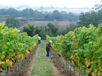 Harvesting by hand