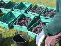 Harvesting Pinot Noir