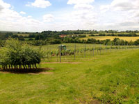 Maintaining the vineyard