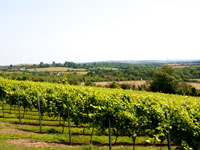 South facing slopes of Chardonnay vines